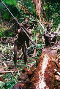 Papua-Kombai-tree people tribe