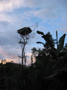 Papua-Korowai – tree people tribe