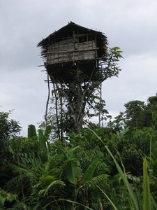 Papua-treepeople-Kombai