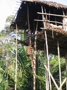 Papua-Korwai-tree people tribe