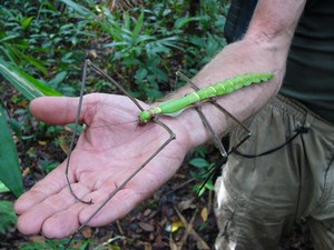 Kmen Krowai Dalam – Papua New Guinea 2009