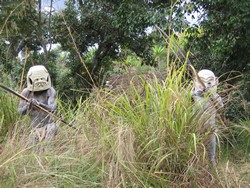 Papua New Guinea – Asaro Mudman